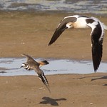 The chase continues&hellip;