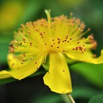 St. John&rsquo;s Wort