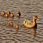 "THE MAGNIFICENT SEVEN"!,..............as a rule a mother with young like these would swim to the opposite bank, but this collection of charmers followed me up the canal for quite a long way! (Hapton, Lancashire, UK).