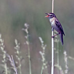 The singing reed warbler