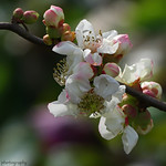 For the camera, the creative moment is brief--a compelling, ephemeral collision of event and artist....