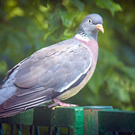 Wood pigeon