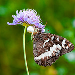 The Beauty And The Beast