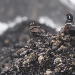 Harlequin Duck pair at the Oregon Coast.