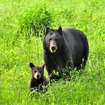 Black Bears