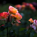 Roses in the evening
