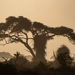 Dusty silhouette of trees on the African savannah in Kenya - Ambroseli National Park at sunset golden hour