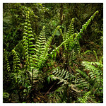 Cloud Forest 18317-230325