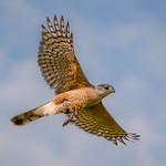Cooper's Hawk