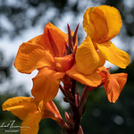 Iris, Belfast Botanic Gardens