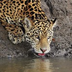 Juvenile Jaguar Drinking (Panthera onca)