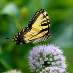 Eastern Tiger Swallowtail Butterfly