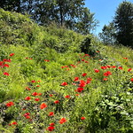 Happy Canada Day to all Canadians! (+1)