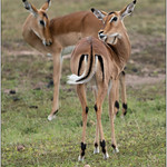 The over the shoulder look.