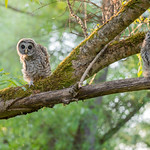 A double take&hellip;take two owls!