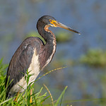 TRICOLORED HERON