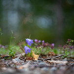 Harebell