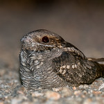 Caprimulgus europaeus, &Gamma;&iota;&delta;&omicron;&beta;ύ&zeta;&iota;, European nightjar