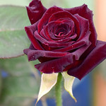velvet rose splendour!