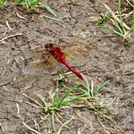 Cherry-Faced Meadowhawk