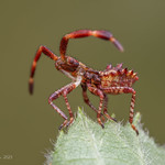 IMGP0483 Dock Bug - Coreus marginatus (Nymph)
