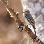 Gray Flycatcher