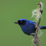 Masked Flowerpiercer