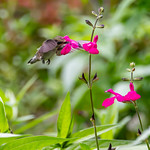 Hummingbird visits salvia
