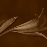 Delicatezza Mark Tunerek 2013