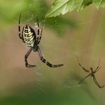 "Argiope bruennichi" - wespenspin