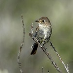 gray flycatcher