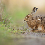 Brown Hare