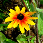 Fiery Meadow Mama Coneflower (Echinaceae)