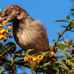 House Sparrow