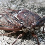 Cicada