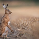 Harvest Hare