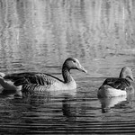 Through Life Together