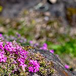 Les fleurs de la ferme / The Farm Flowers