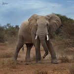 Elephant Irritation (1 of 1)