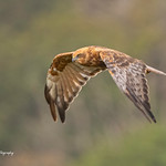 marsh harrier