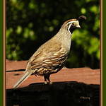California Quail 0057-13