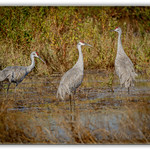 SandhillCranes_01