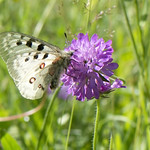 Parnassius apollo (Linnaeus, 1758)