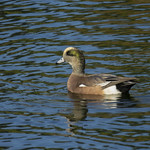 Little by little, they're coming back