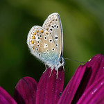Common Blue Butterfly - Argus bleu