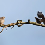 Kestrel and Jay