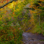 Black Balsam Trail