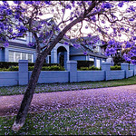 Jacaranda, Bella Vista