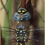 FRONT COVER SOUTHERN HAWKER