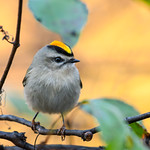 Golden-crowned Kinglet